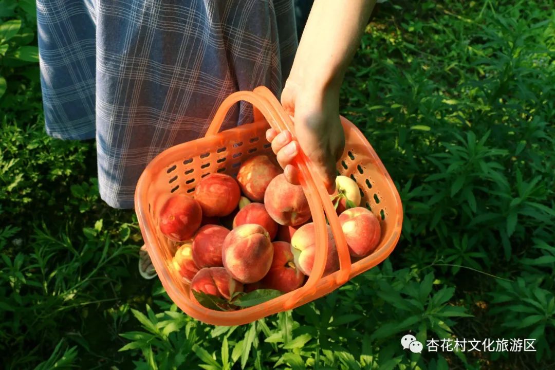 “桃”不掉的诱惑 相约5.21杏花村鲜桃采摘