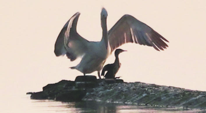 卷羽鹈鹕飞抵巢湖 今年巢湖已记录鸟类281种
