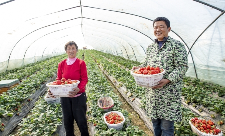 安徽肥东：“莓好经济”富农家