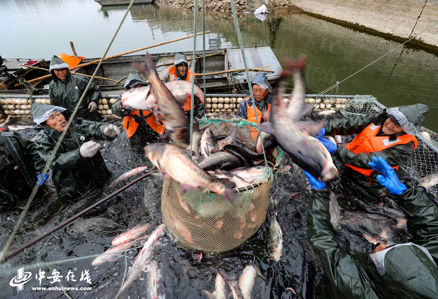 1、1月21日，在安徽省全椒县黄栗树水库，工人将捕到的鱼投入吊篮中。  (1).JPG