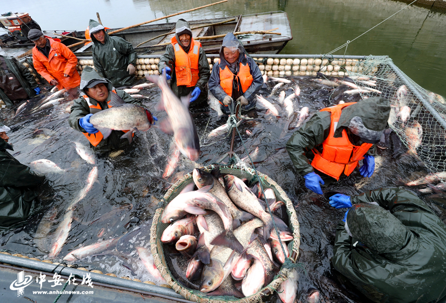 5、1月21日，在安徽省全椒县黄栗树水库，工人将捕到的鱼投入吊篮中。  (7).JPG