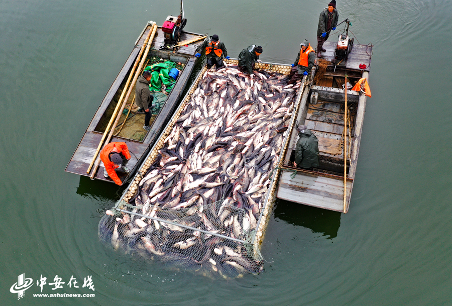 5、1月21日，在安徽省全椒县黄栗树水库，工人用网箱将鱼运往岸边。 (3).JPG