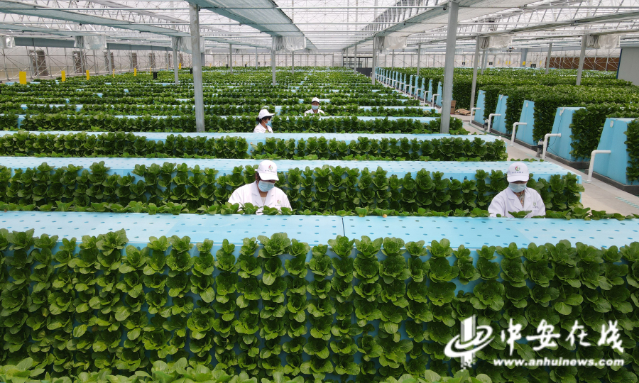 4月20日，工作人员在肥东县安徽现代雾耕农业科技示范园植物工厂里进行日常管理。2.jpg