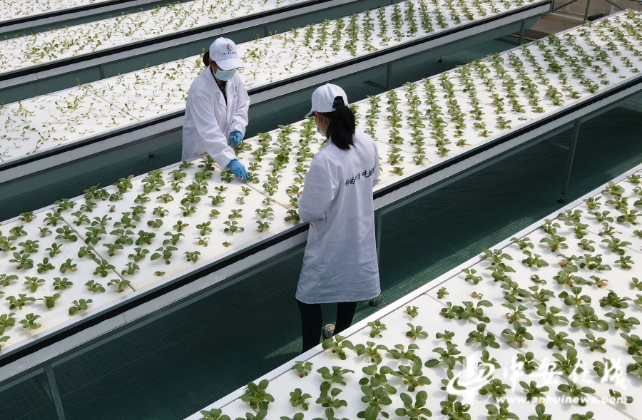 4月20日，工作人员在肥东县安徽现代雾耕农业科技示范园植物工厂里进行日常管理。1.jpg