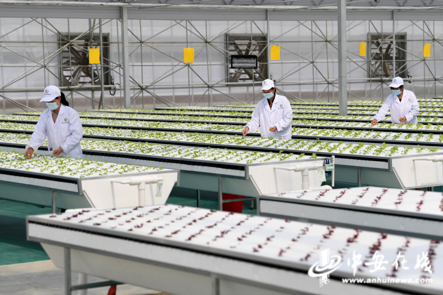 4月20日，工作人员在肥东县安徽现代雾耕农业科技示范园植物工厂里进行日常管理。4.jpg
