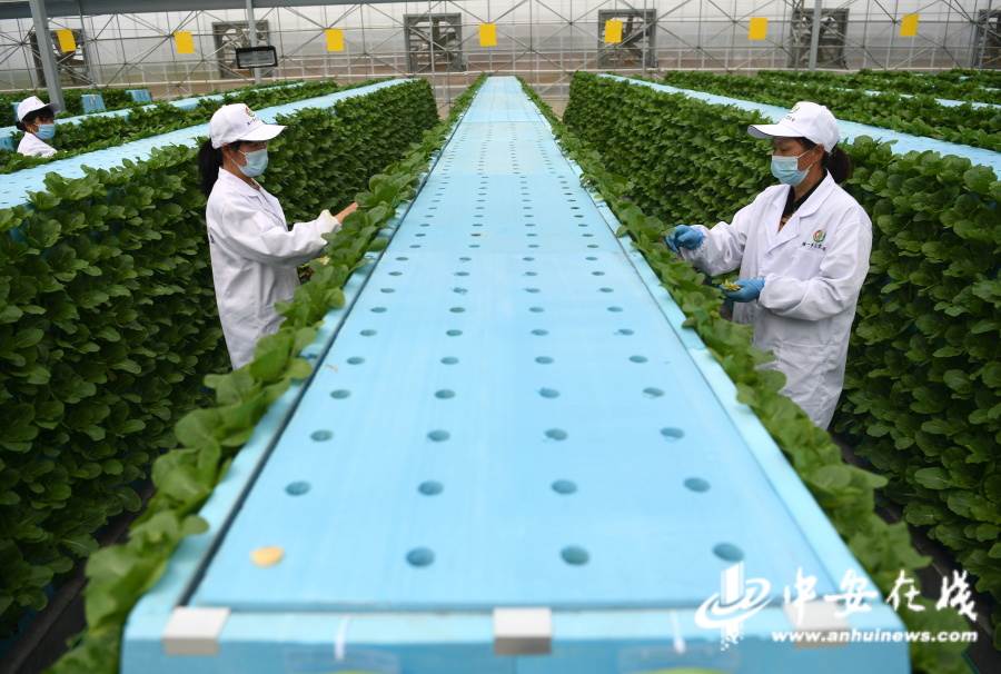 4月20日，工作人员在肥东县安徽现代雾耕农业科技示范园植物工厂里进行日常管理。6.jpg