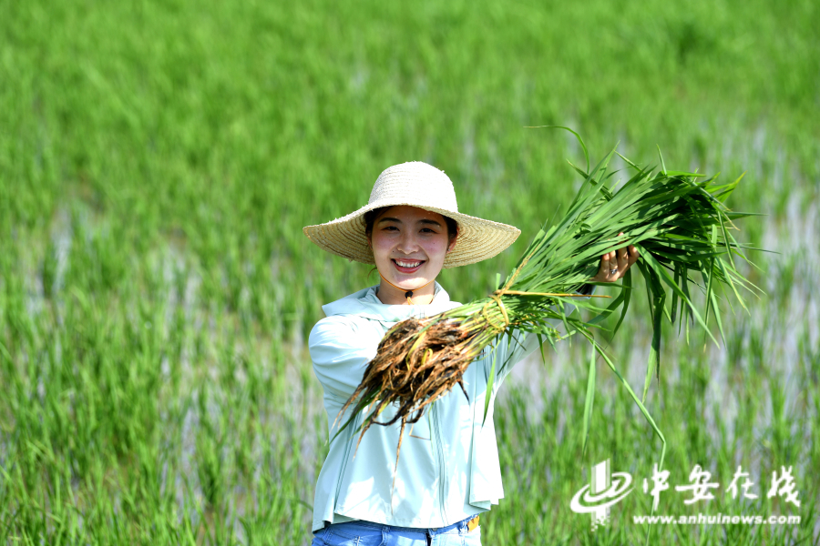 6月29日，胡盼盼在家庭农场稻田里展示用于补插的秧苗。.jpg