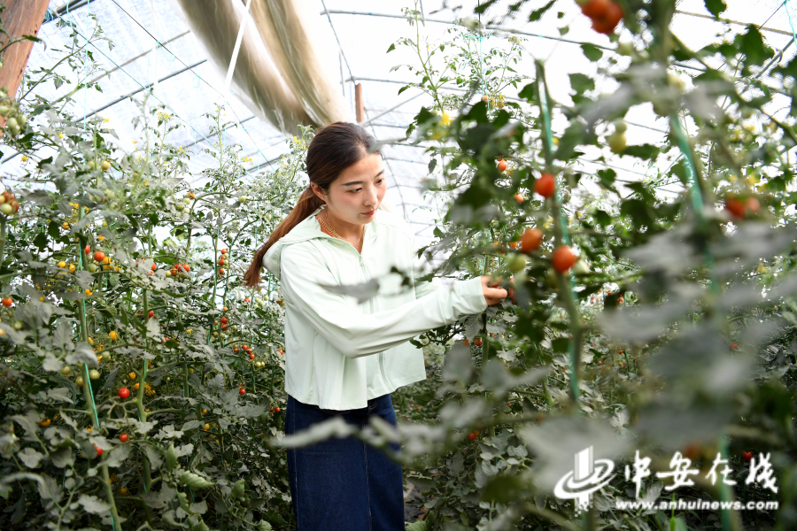 6月29日，胡盼盼在家庭农场蔬果种植园采摘圣女果。.jpg