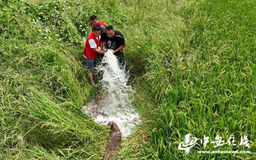 8月22日，在安徽省全椒县西王镇夏集村，党员志愿者帮助群众提水抗旱。 (5).JPG