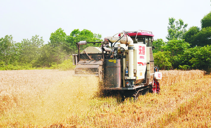 肥东县包公镇小麦收割现场。