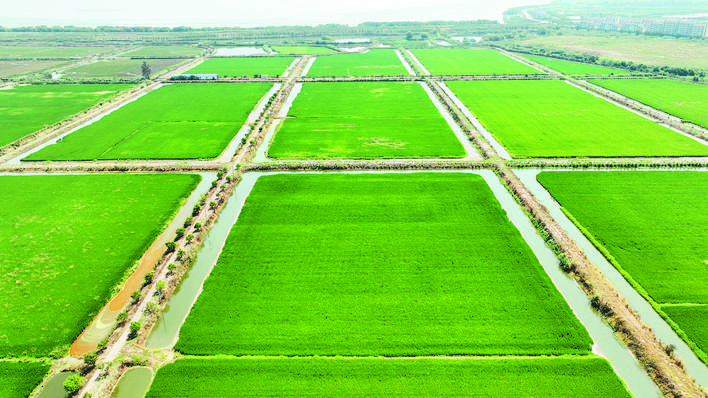 合肥4万亩再生稻头茬陆续开镰收割