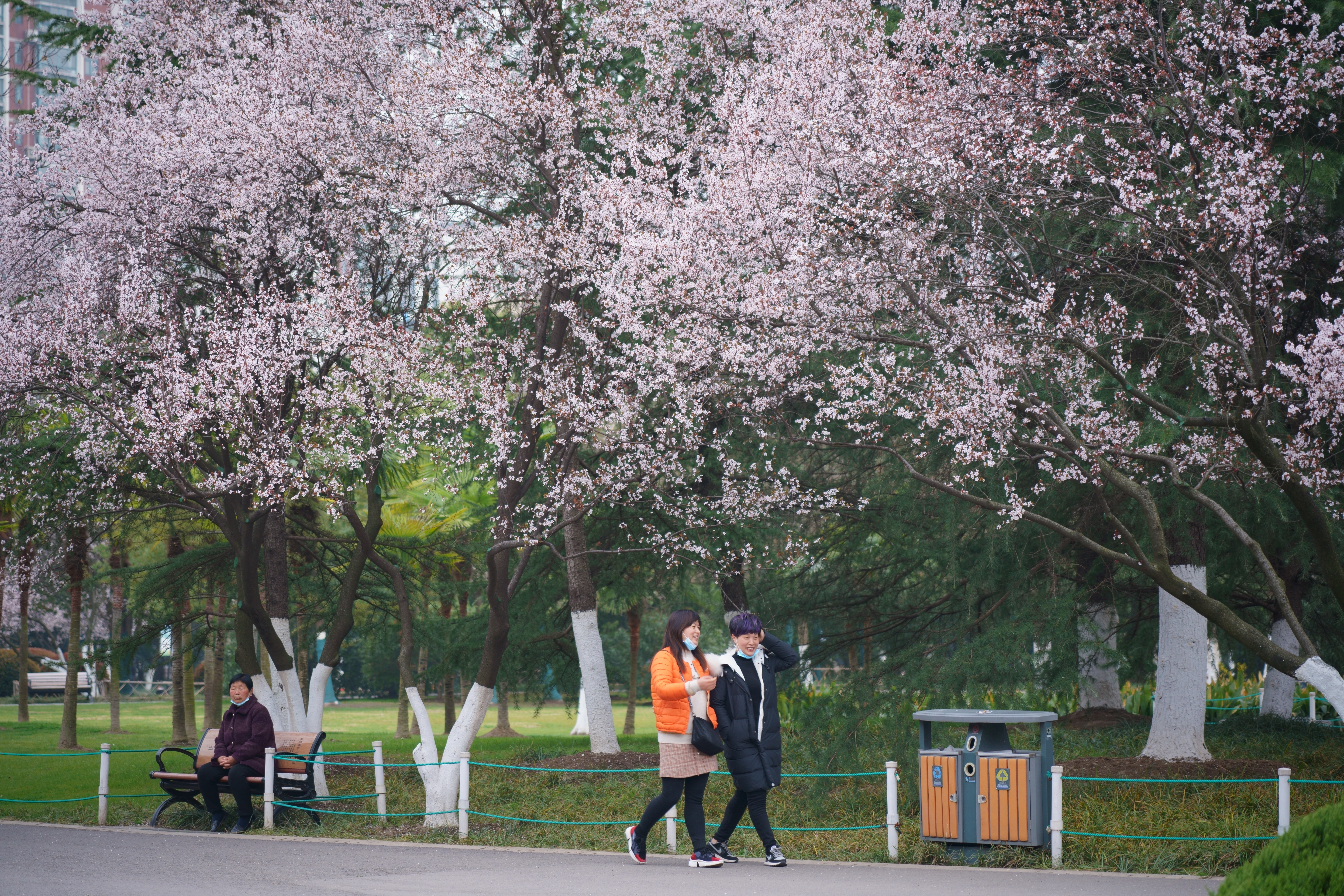 2021年3月5日是二十四节气中的“惊蛰”，在合肥杏花公园，大片的紫叶李绽放出洁白的花朵。.jpg