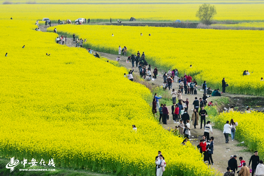 2021年3月14日，游客在安徽阜南县中岗镇四里湖蒙洼湿地万亩盛开的油菜花地里游玩.jpg