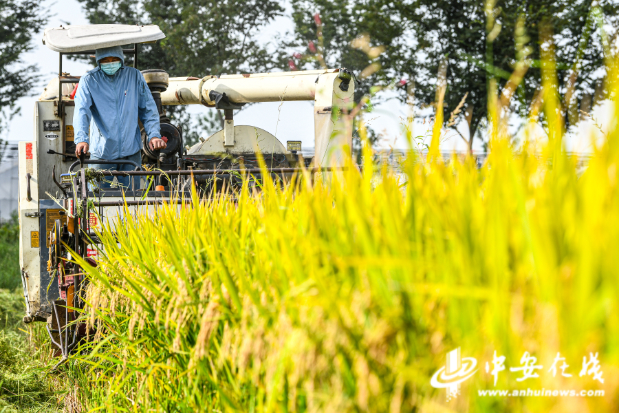 2021年9月8日，在安徽省肥西县官亭林海生态农业示范园金灿灿的稻田里，收割机来回穿梭，呈现一派繁忙丰收景象。.jpg