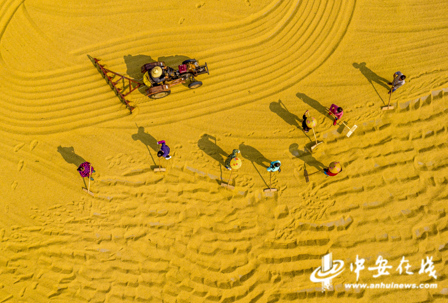 2021年10月24日，安徽省合肥市庐江县白湖镇省级现代农业示范基地，农民们趁着当前晴好天气在谷场上翻晒水稻.jpg
