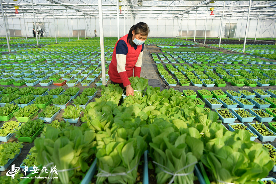 2、工作人员正在忙碌的采收各种新鲜蔬菜，保证合肥市民春节期间的餐桌供应 (2).JPG