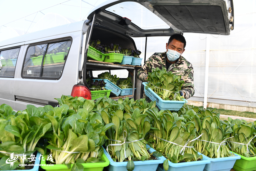 3、工作人员正在忙碌的采收各种新鲜蔬菜，保证合肥市民春节期间的餐桌供应.jpg