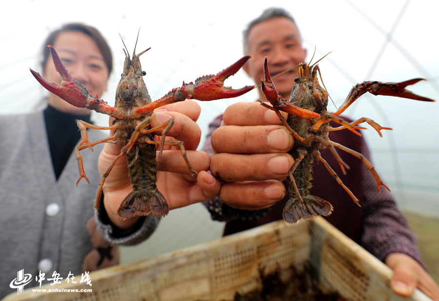 1、在安徽省全椒县银花家庭农场，工作人员展示刚刚捕捞的大棚养殖的小龙虾。 (1).JPG