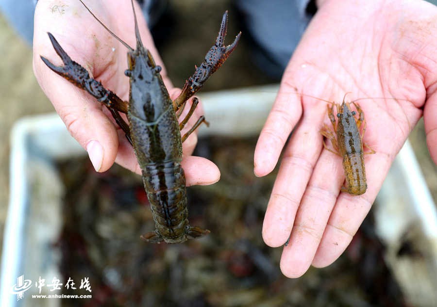 4、在安徽省全椒县银花家庭农场拍摄的大棚养殖的小龙虾（左）和露天养殖的小龙虾。 (3).JPG