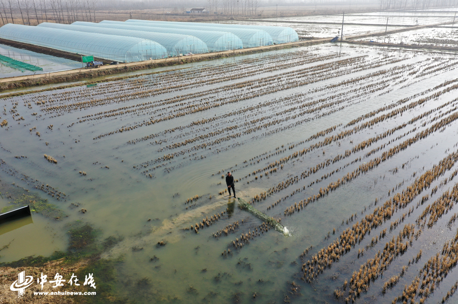 在安徽省全椒县银花家庭农场，工作人员捕捞露天养殖的小龙虾，与大棚龙虾进行对比。.JPG