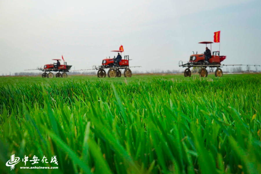 五河县禾苗植保农民专业合作社的社员们正在田间进行小麦赤霉病。 (1).jpg