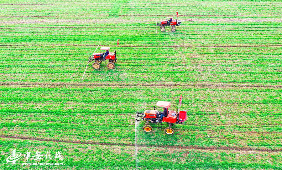 五河县禾苗植保农民专业合作社的社员们正在田间进行小麦赤霉病。 (4).jpg
