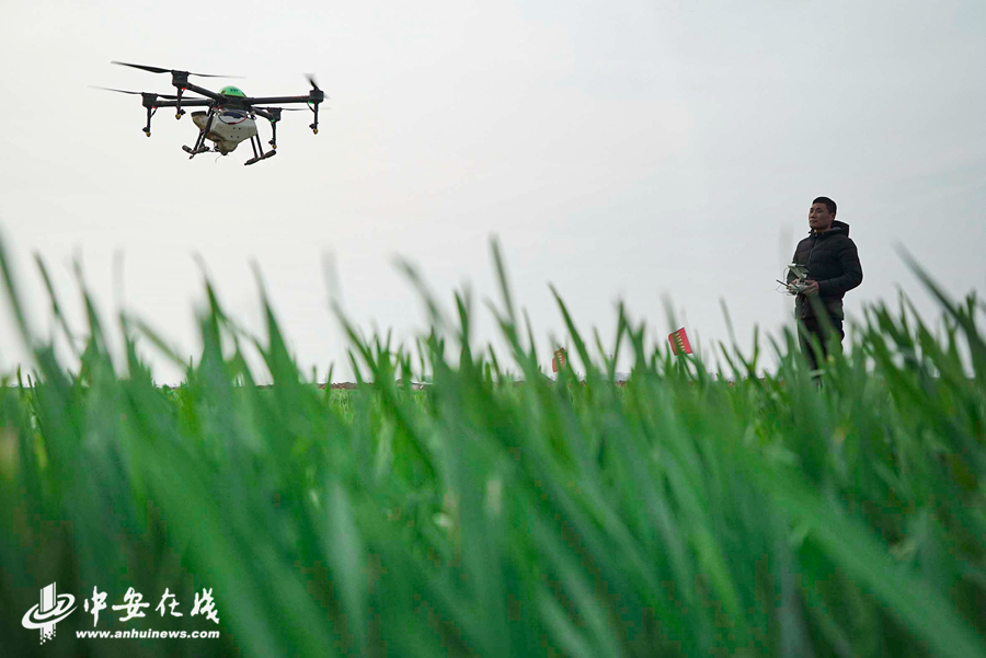 五河县禾苗植保农民专业合作社的社员们正在田间进行小麦赤霉病。 (6).jpg