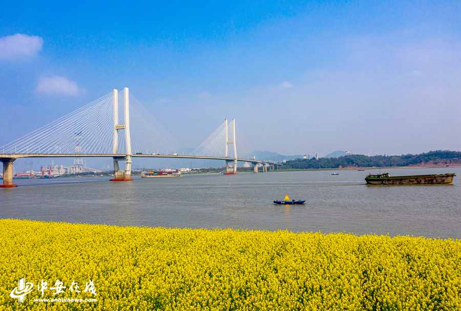 长江岸边盛开的油菜花给大地铺上金色地毯 (1).jpg