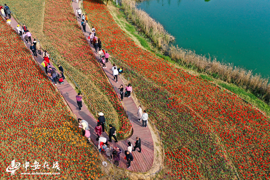 2、16万株郁金香迎来盛花期，竞相盛开的郁金香成为了四季花海公园最靓丽的的一道风景， (2).JPG
