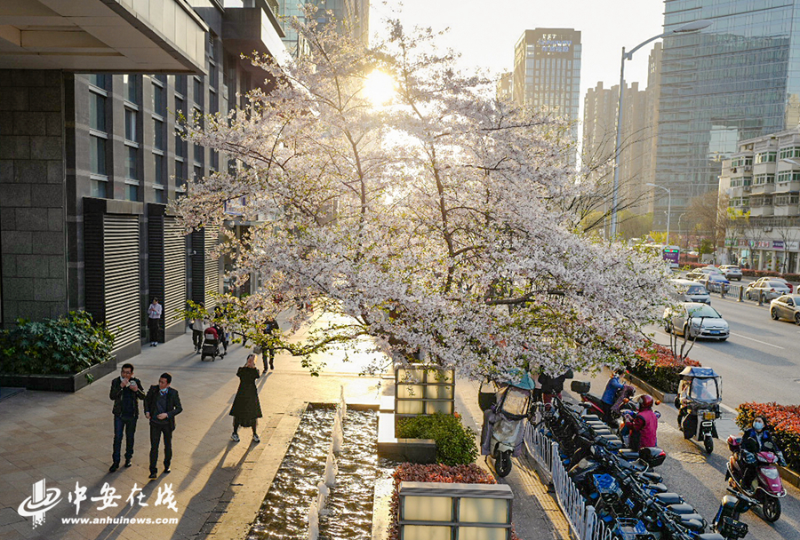 1、美丽清雅的樱花树引来市民观赏 (1).jpg
