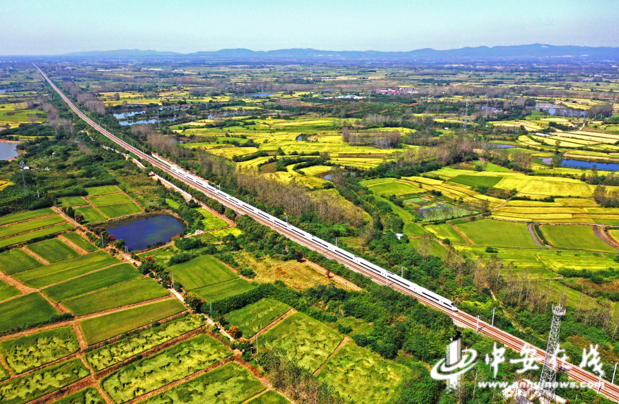 9月22日，一列列车从安徽省全椒县六镇镇白酒村即将收获的稻田上奔驰而过（无人机照片）。 (4).JPG