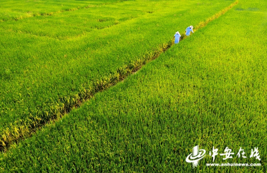 2021年9月19日，安徽省淠史杭灌区灌溉试验总站内的直播水稻试验田即将成熟.jpg