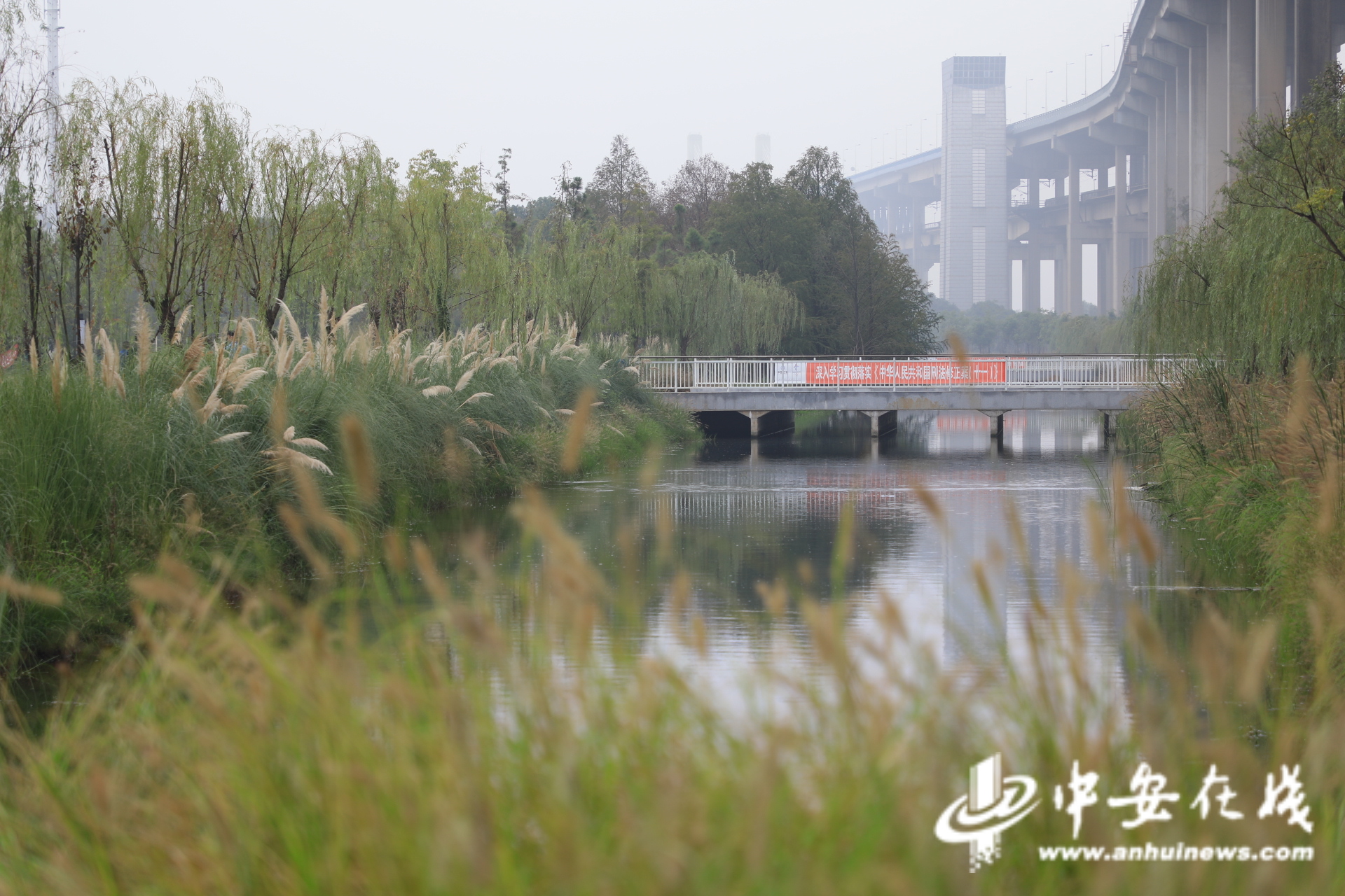 10月11日，芜湖江东水生态湿地公园，一岸葱翠好生态.jpg