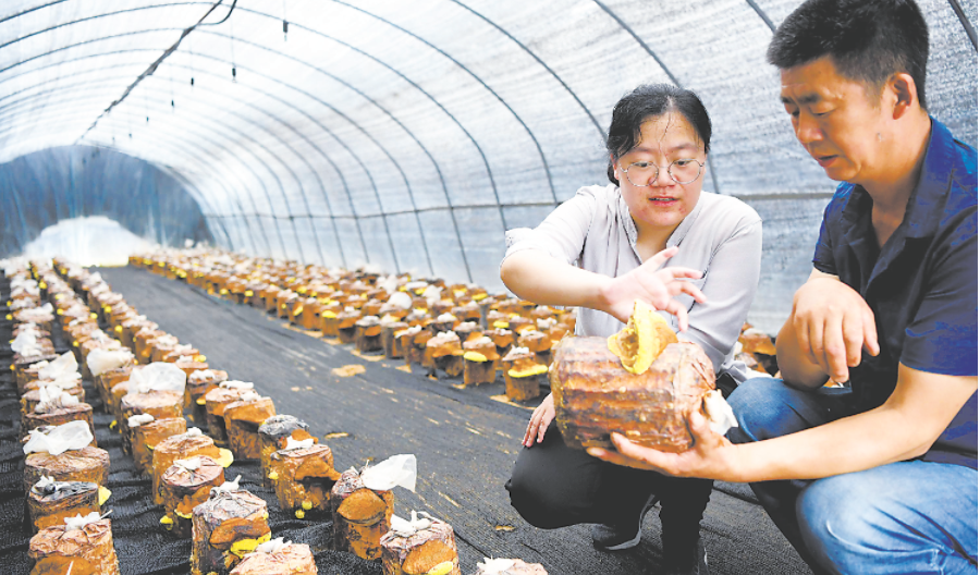 技术人员在金寨县吴家店镇吴畈“药光”互补产业基地的大棚里查看桑黄生长情况。 （资料图片） 陈力 摄