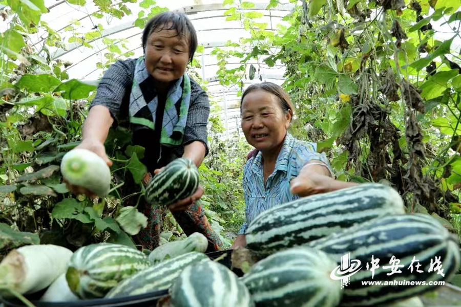 2023年8月16日，在安徽省阜阳市颍东区袁寨镇王海村甜瓜种植基地，村民正在采摘甜瓜.jpg
