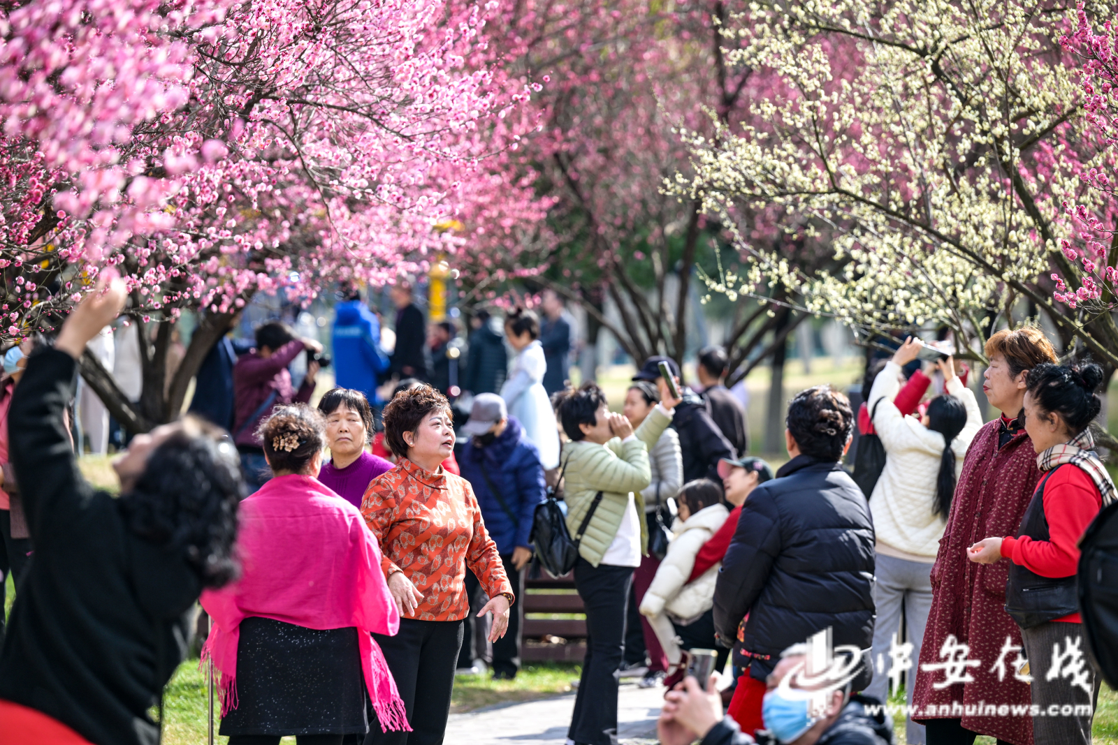 2月17日，阳光正好，合肥市蜀山区绿轴公园已经铺上片片红霞，朵朵俏丽的梅花在枝头绽放，不少市民结伴出游，在梅林中打卡拍照.jpg