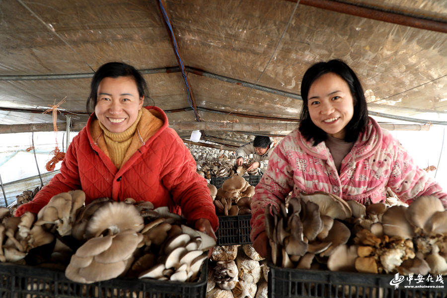 2024年2月16日，在阜阳市颍东区袁寨镇超宇食用菌专业合作社，村民正在采收蘑菇.jpg