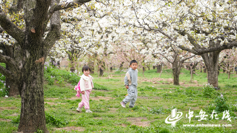 春天的脚步渐近，安徽省砀山县的梨花如期盛开，满山遍野的花朵如云似雪，吸引了无数游客前来观赏。4月8日，本网记者来到这片美丽的土地，共同见证这一美景.jpg